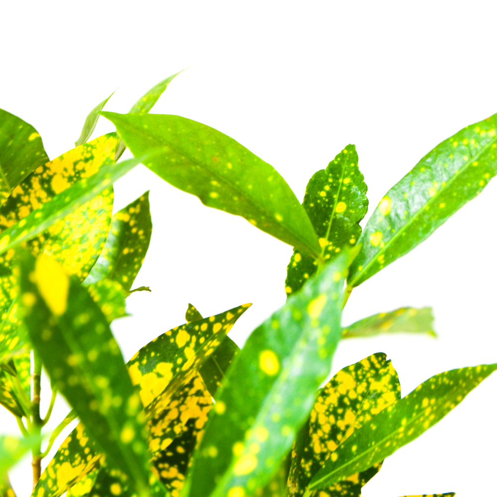 Croton Gold Dust Wide Leaves