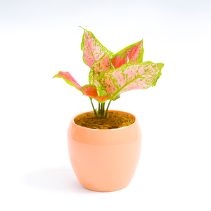 Pink Chinese Evergreen