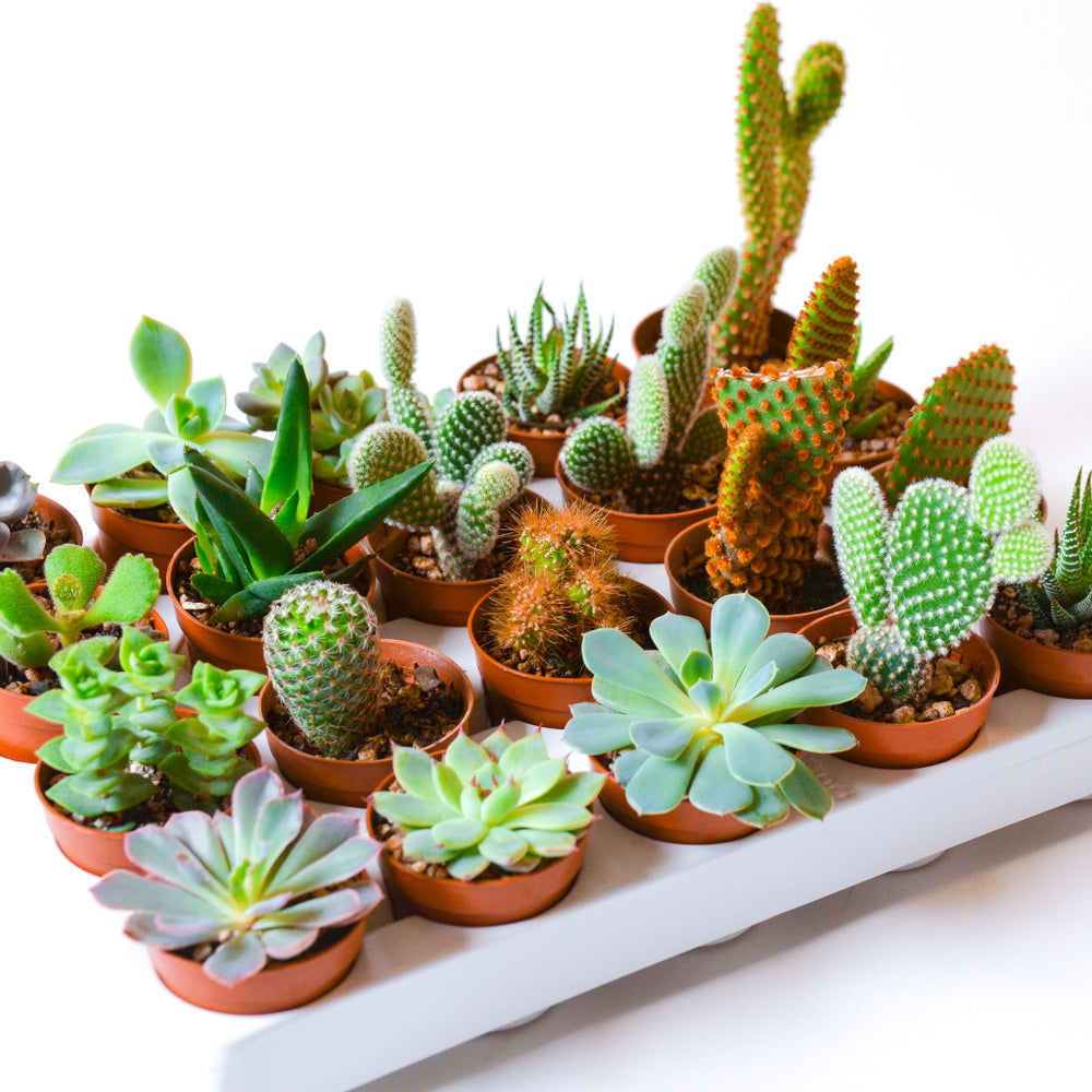 Mini Succulent & Cactus Assorted Tray