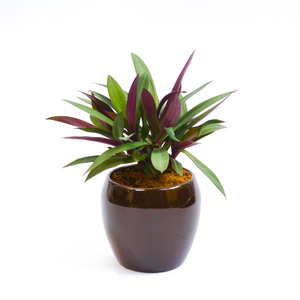 Oyster Plant Bicolor