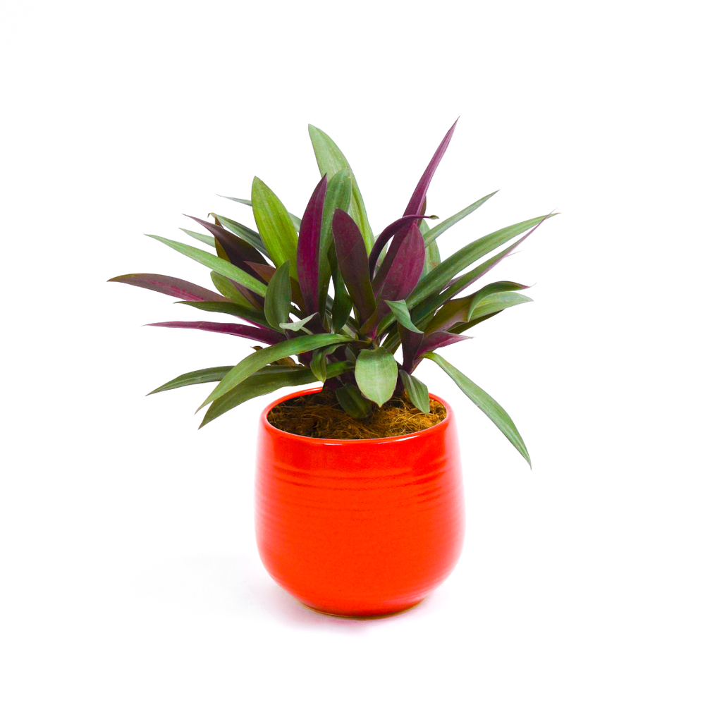Oyster Plant Bicolor
