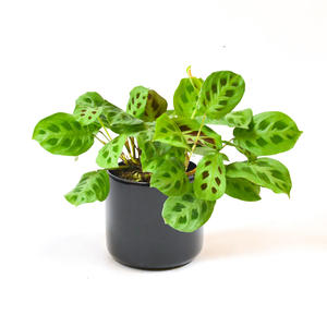 
                
                    Load image into Gallery viewer, Green Prayer Plant
                
            