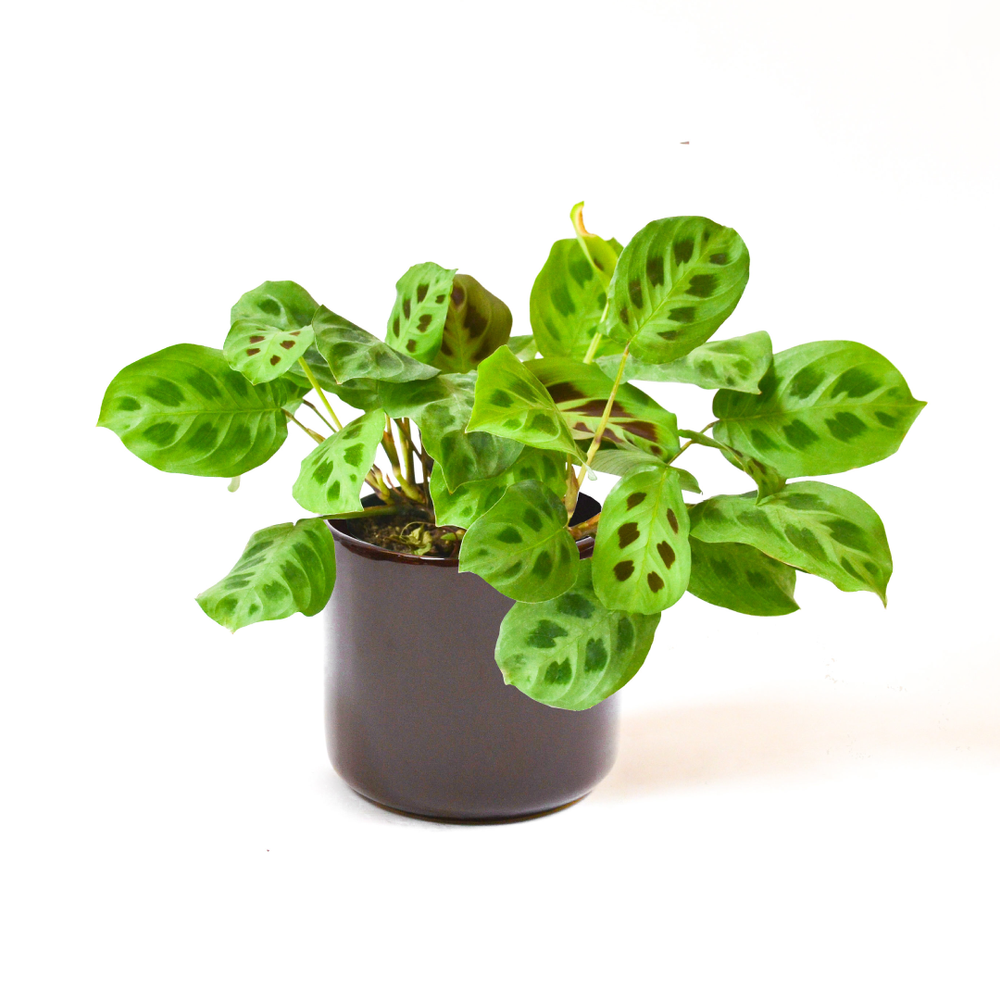 
                
                    Load image into Gallery viewer, Green Prayer Plant
                
            
