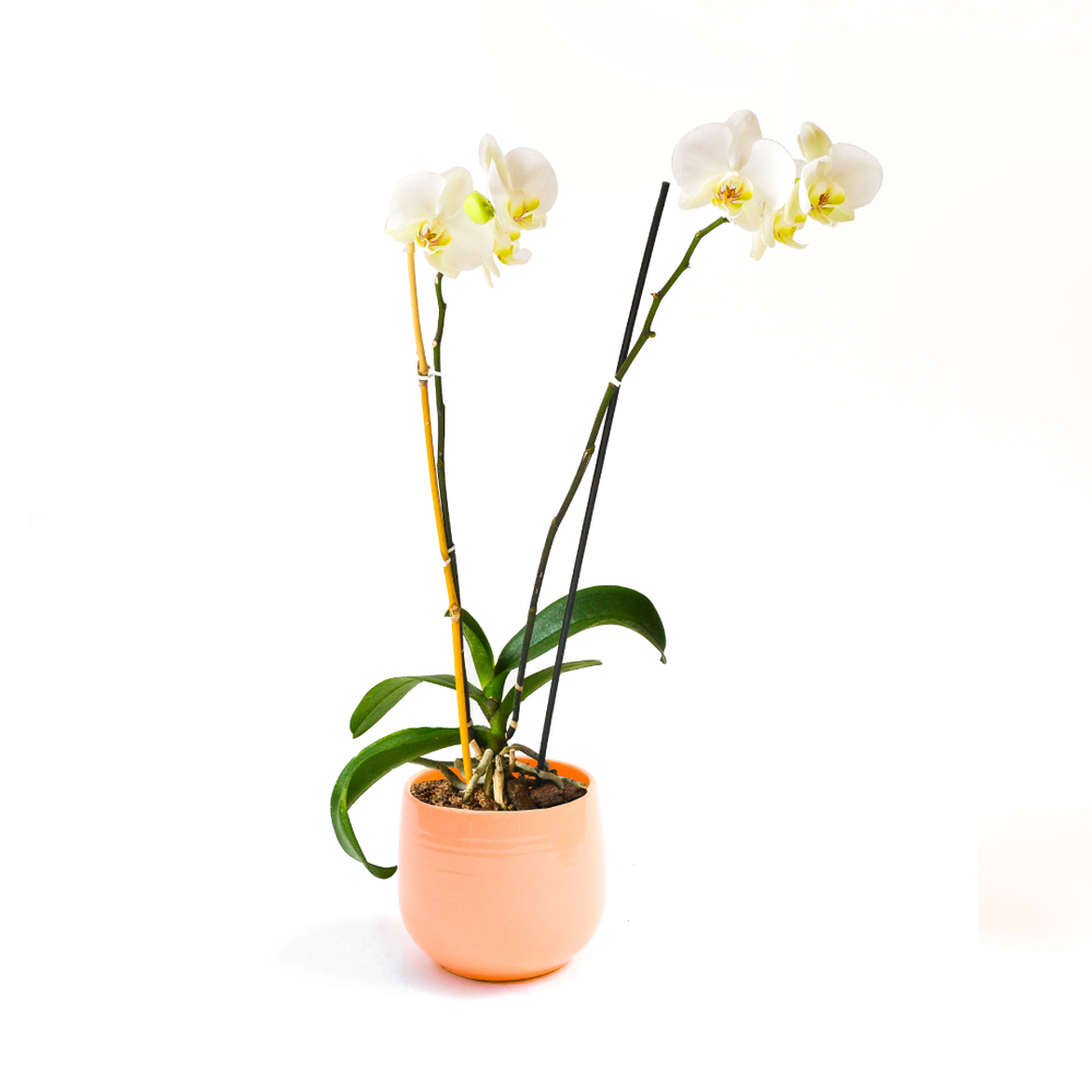 
                
                    Load image into Gallery viewer, White Phalaenopsis Orchid
                
            