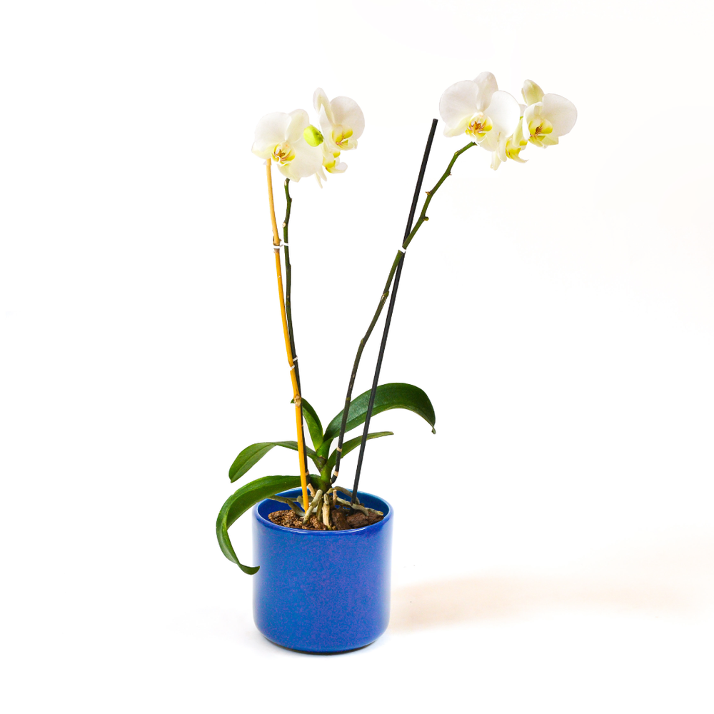 
                
                    Load image into Gallery viewer, White Phalaenopsis Orchid
                
            
