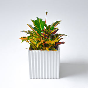 
                
                    Load image into Gallery viewer, Premium Ceramic Planter
                
            