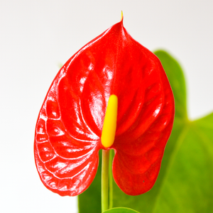 Red Anthurium
