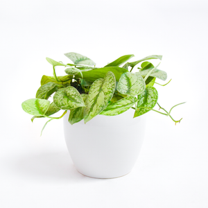
                
                    Load image into Gallery viewer, Silver Satin Pothos
                
            