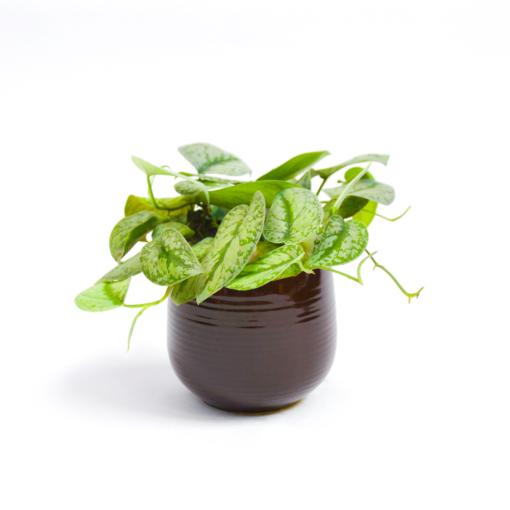 
                
                    Load image into Gallery viewer, Silver Satin Pothos
                
            