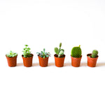 Succulent & Cacti Assortment