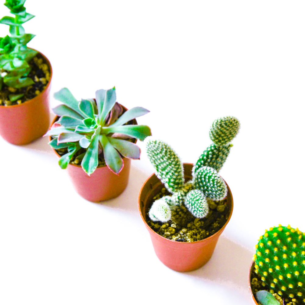 Succulent & Cacti Assortment