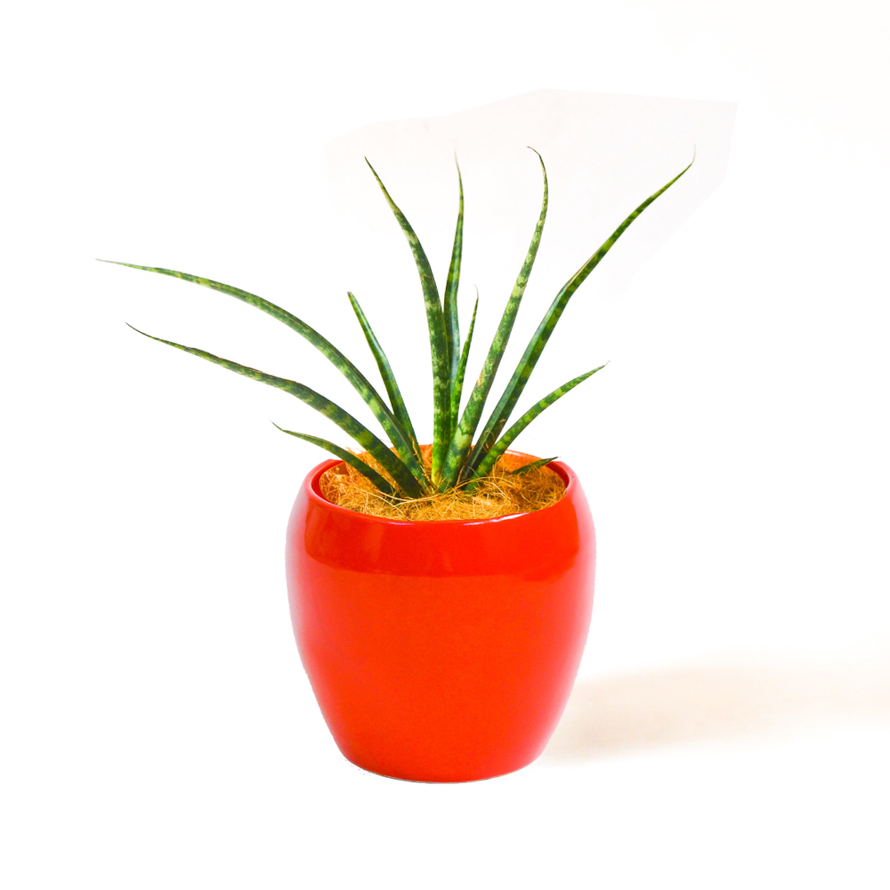 
                
                    Load image into Gallery viewer, Sansevieria Cylindrica Mini
                
            