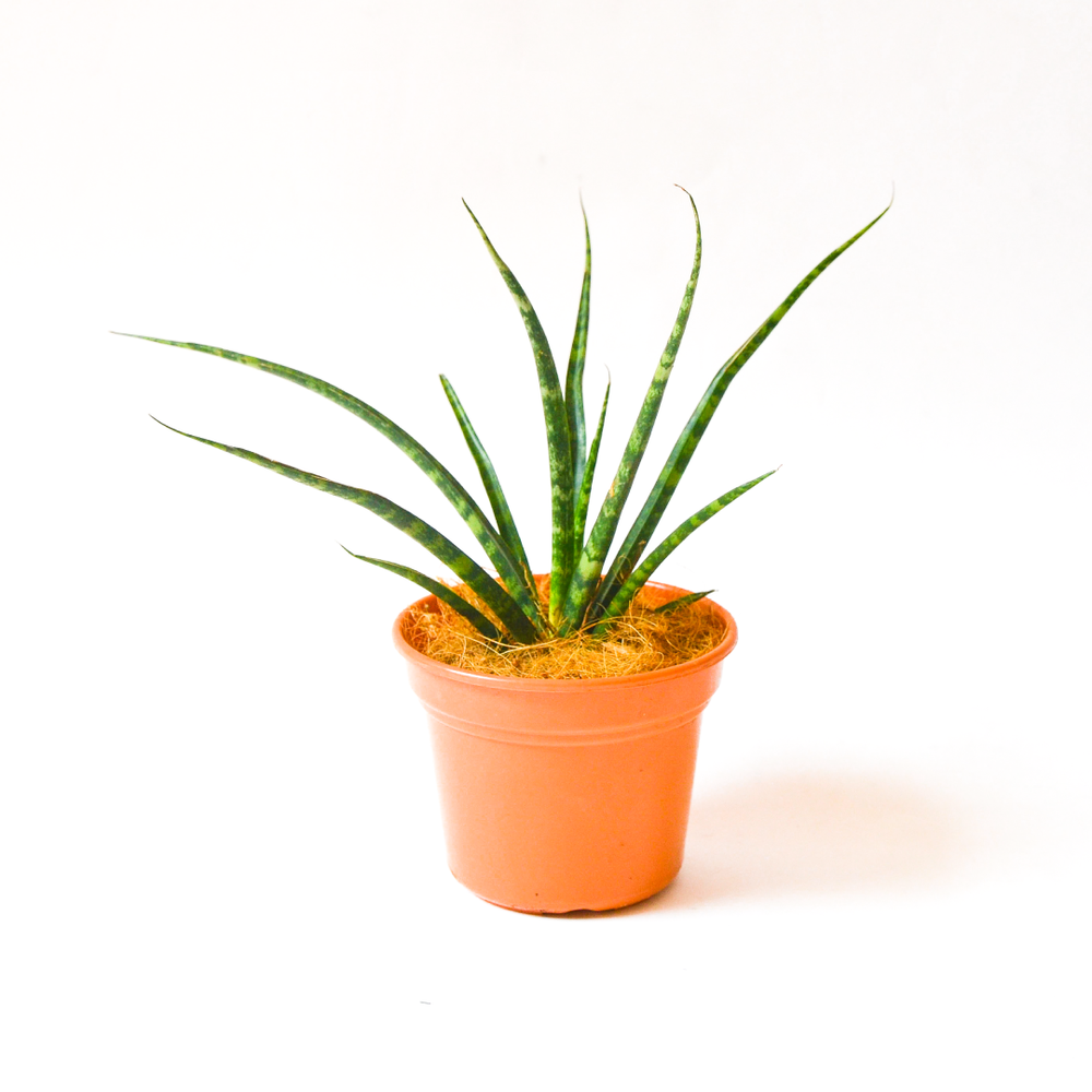 
                
                    Load image into Gallery viewer, Sansevieria Cylindrica Mini
                
            