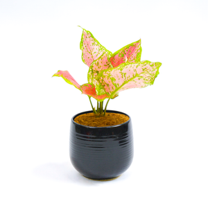 
                
                    Load image into Gallery viewer, Pink Chinese Evergreen
                
            