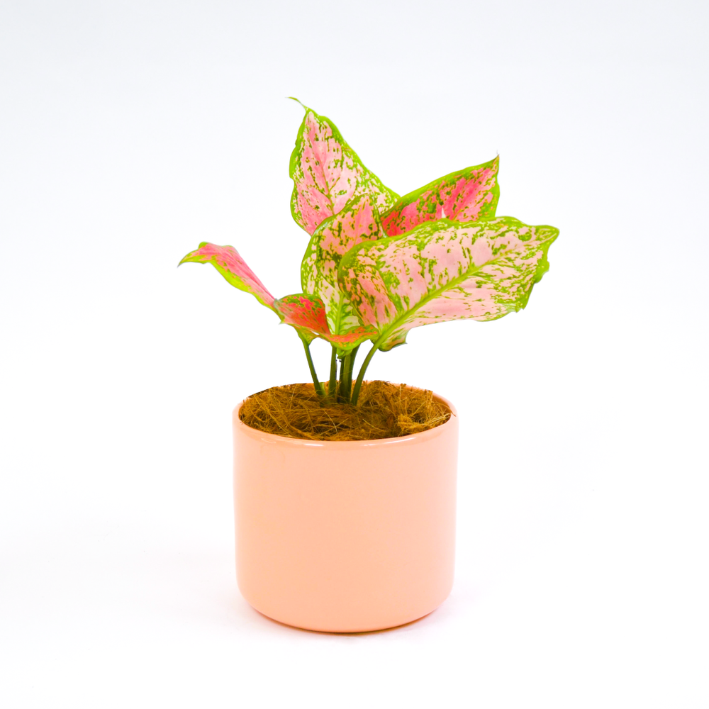 
                
                    Load image into Gallery viewer, Pink Chinese Evergreen
                
            