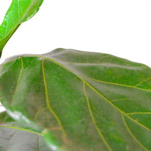 
                
                    Load image into Gallery viewer, Fiddle Leaf Fig
                
            