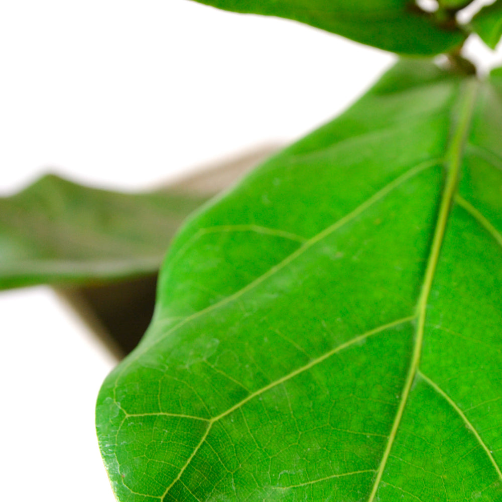 
                
                    Load image into Gallery viewer, Fiddle Leaf Fig
                
            