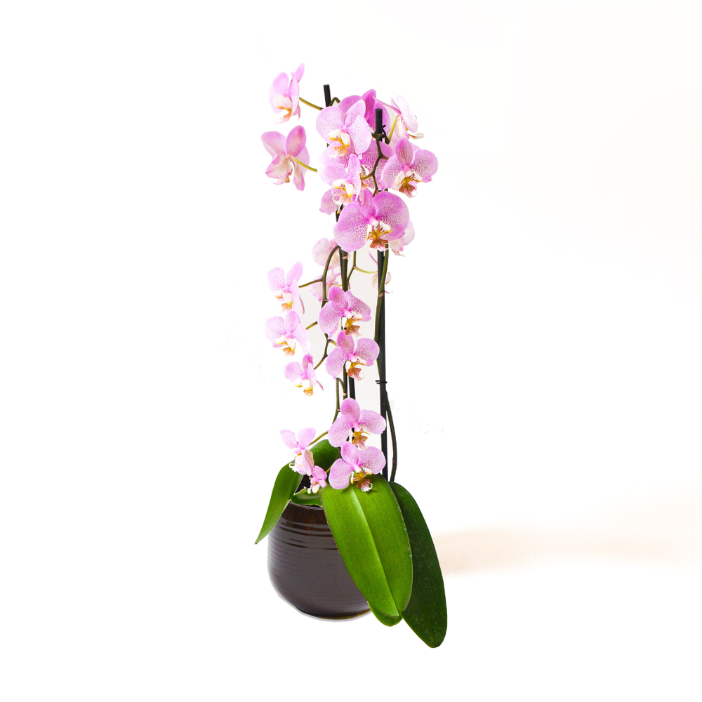 
                
                    Load image into Gallery viewer, Pink Phalaenopsis Orchid
                
            