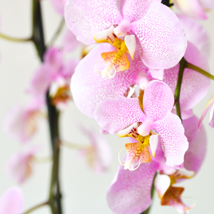 
                
                    Load image into Gallery viewer, Pink Phalaenopsis Orchid
                
            