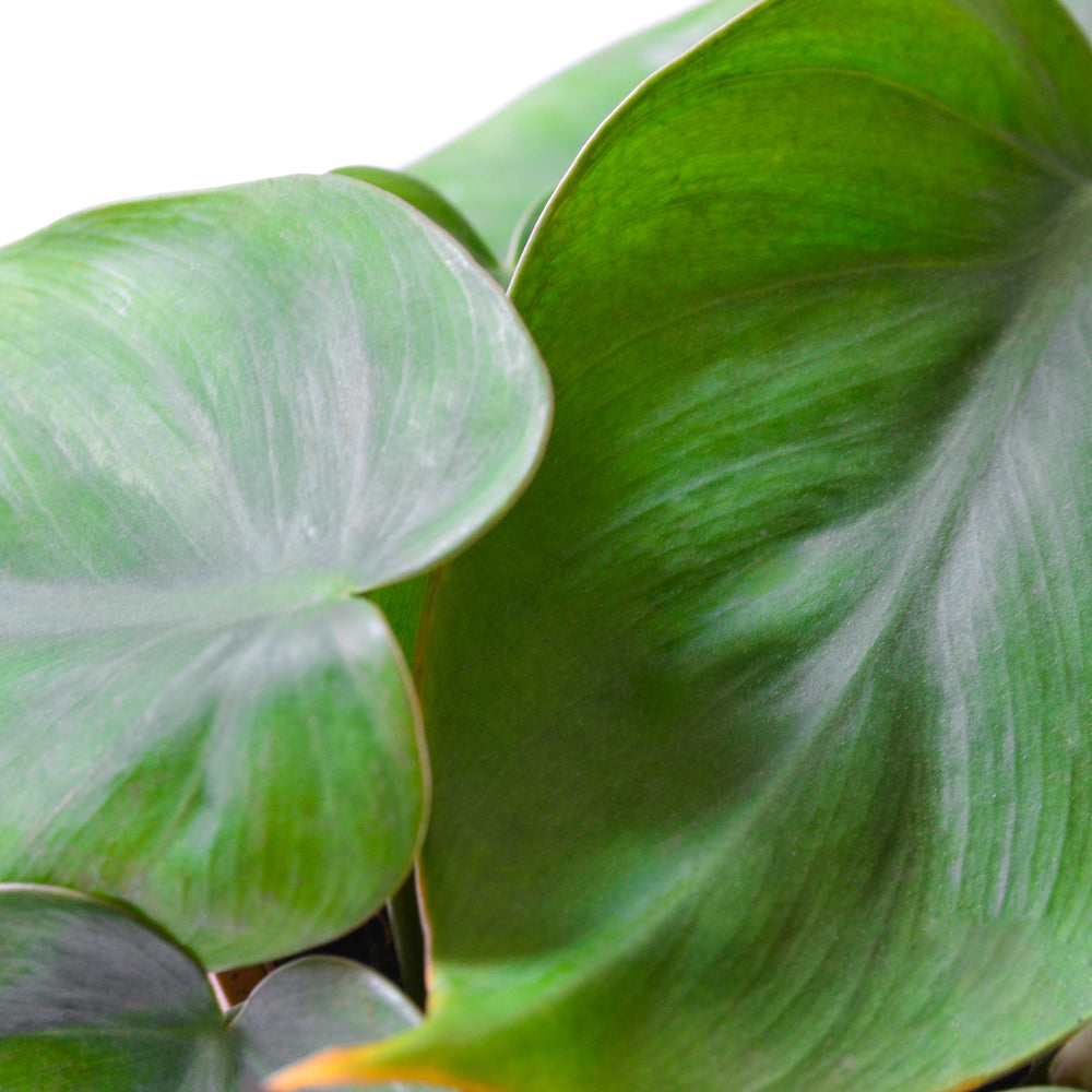 
                
                    Load image into Gallery viewer, Philodendron Cordatum
                
            