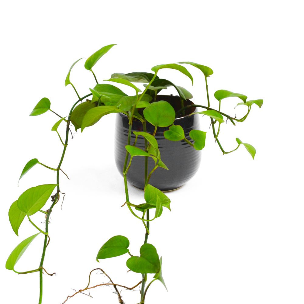 
                
                    Load image into Gallery viewer, 15 cms (Diameter) Golden Pothos
                
            