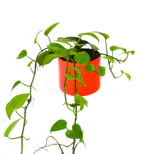 
                
                    Load image into Gallery viewer, 15 cms (Diameter) Golden Pothos
                
            