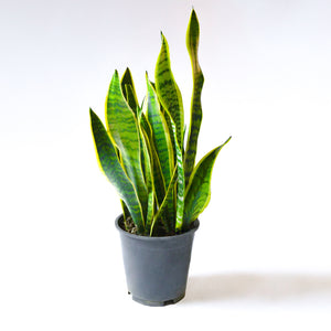 
                
                    Load image into Gallery viewer, Snake Plant Laurentii
                
            